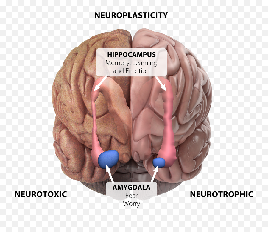 Your Learning Hub Metagenics Institute - For Adult Emoji,Stress And Emotion