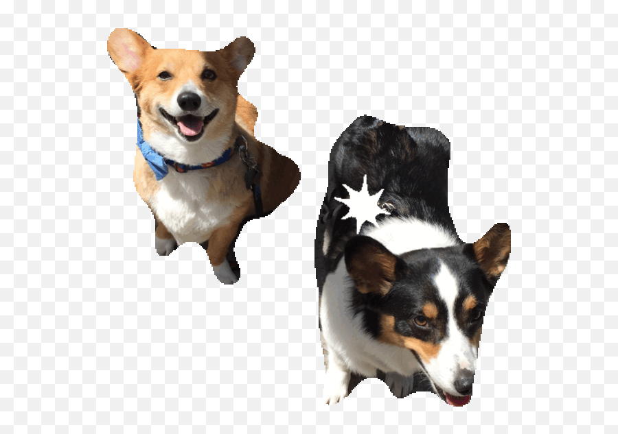 Corgi In A Car Emoji - Dog Clothes,Corgi Emoji