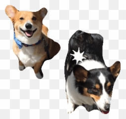 Corgi In A Car Emoji - Dog Clothes,Corgi Emoji