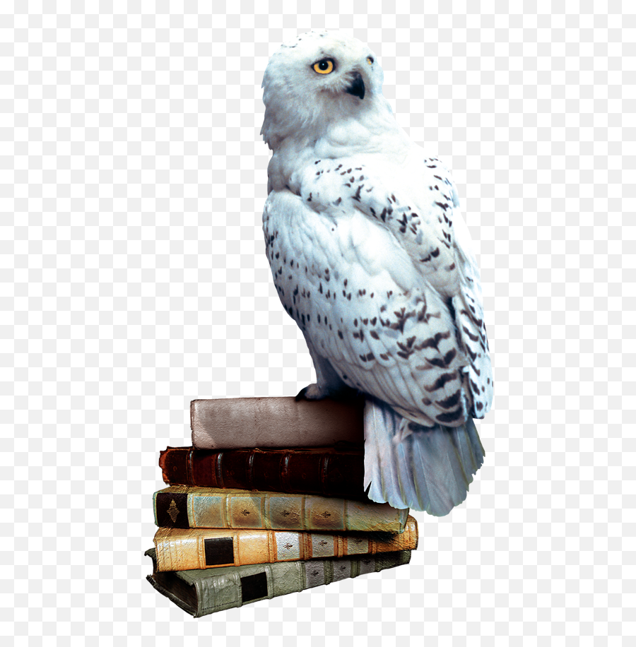 Atozchallenge - Hedwig Harry Potter Emoji,Harry Potter Emotion Potions