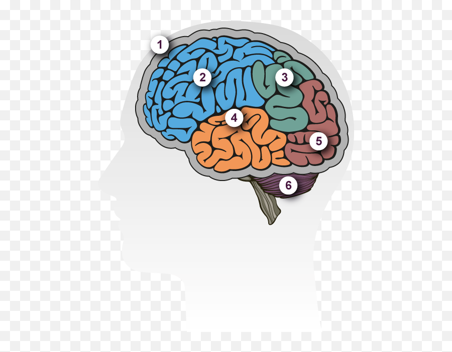 Dementia Brain Tour Alzheimeru0027s Research Uk - Cerebrum Graphic Emoji,Where Are Emotions In The Brain