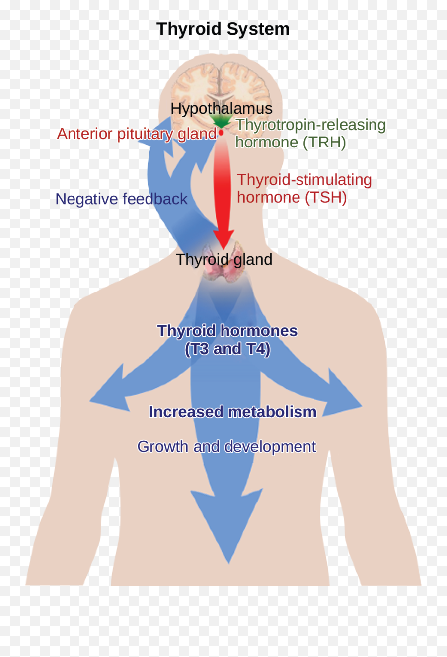 Chapter 16 - Hormone Production Emoji,Emotions Stored In Fat Cells And Muscles