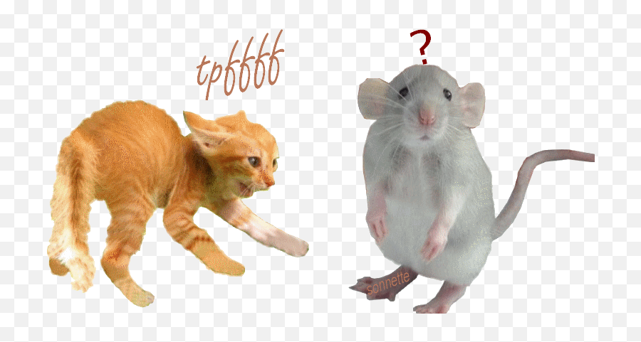 Top Bo 4 Black Ops 4 Cod Stickers For - Chat Et Rat Gif Emoji,Oops3d Emoticon