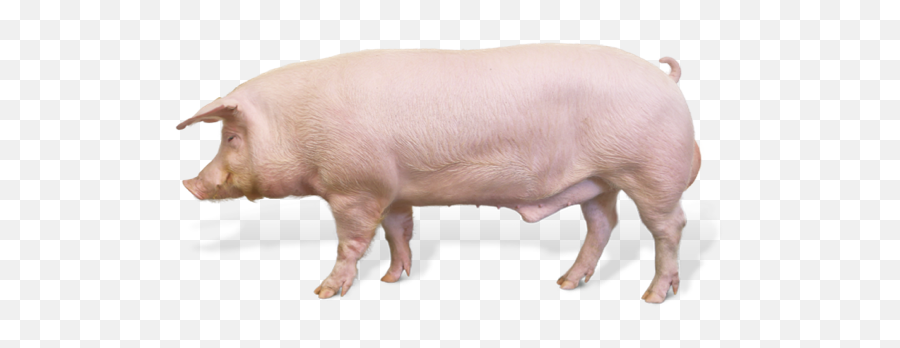 American Landrace Pig Genetics Chester White American - Pig Male Emoji,Ushaka Emoji