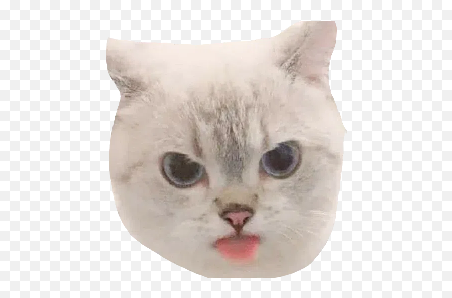 Cats Stickers For Whatsapp Page 16 - Stickers Cloud Emoji,Bananacat Emoji