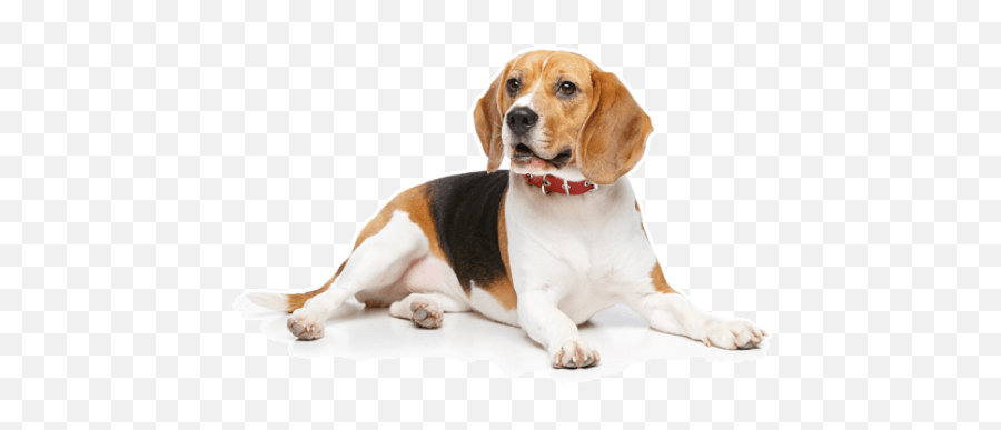 Beagle Puppies For Sale In Fontana California - Adoptapetcom Emoji,Cavalier King Charles Spaniel Emoticons