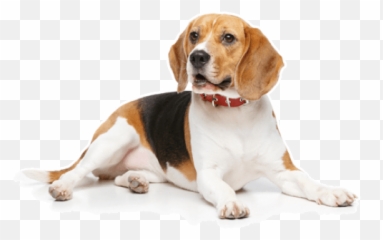 Beagle Puppies For Sale In Fontana California - Adoptapetcom Emoji,Cavalier King Charles Spaniel Emoticons