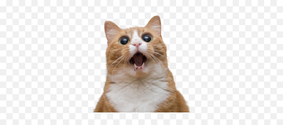 Surprised Cat Png Online Emoji,Cat Emoji Memes