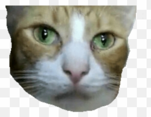 Wine Xd Emoji,Black Cat Discord Emoji