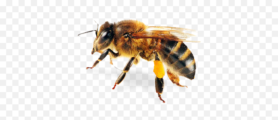 Bees Pollination Honey - Honey Bee Emoji,Smokey Robinson I Second That Emotion