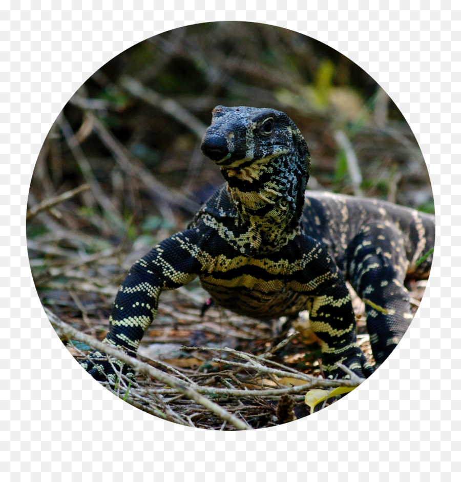 Enewsletter - Monitor Lizard Emoji,Reptiles Have Emotions