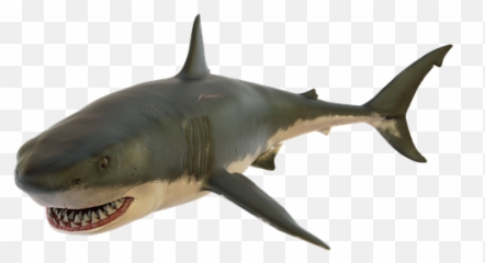 100 Free Shark U0026 Fish Illustrations - Pixabay Žralok Png Emoji,Shark Emoji