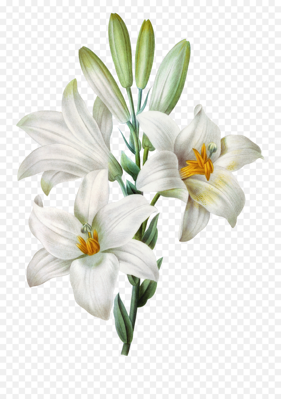 Download Watercolor Easter Lilium - Transparent Background White Lilies Emoji,Apple Lily Emoticon