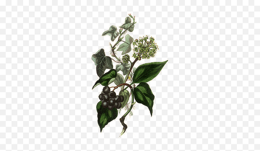 Aromatherapy - M L Hightree Portmeiron The Holly And The Ivy Emoji,Patchouli And Emotions