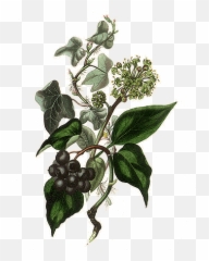 Aromatherapy - M L Hightree Portmeiron The Holly And The Ivy Emoji,Patchouli And Emotions