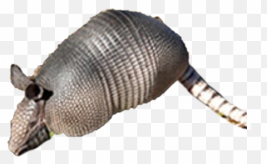 Discover Trending - Armadillo Emoji,Armadillo Emoji