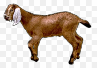 Pig Emoji Transparent - Shefalitayal Goat Clipart Transparent Background Png,Pig Emoji Mages Transparent Background
