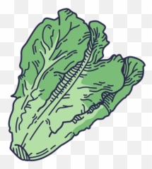 Lettuce Graphics To Download - Superfood Emoji,Head Of Lettuce Emoji