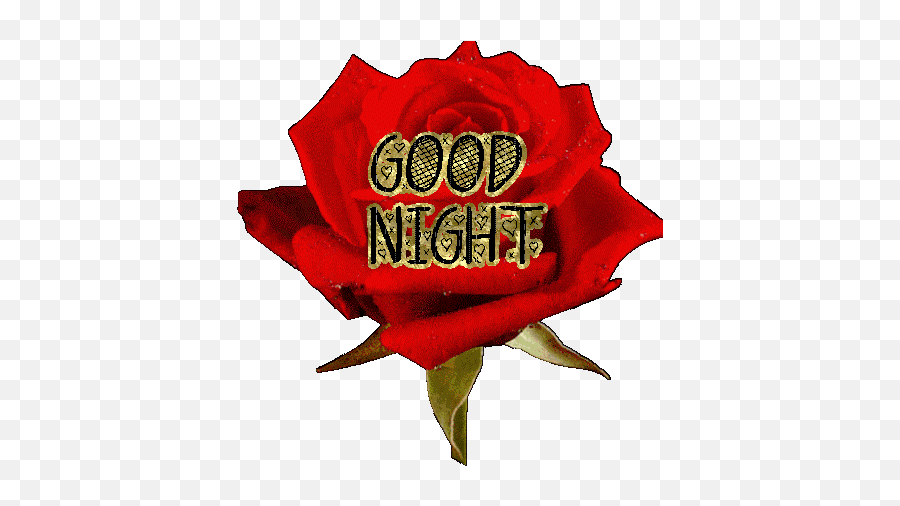 20 New For Good Night Rose Gif - Alice T Jones Rose Good Night Gif Emoji,Axl Rose Emotions