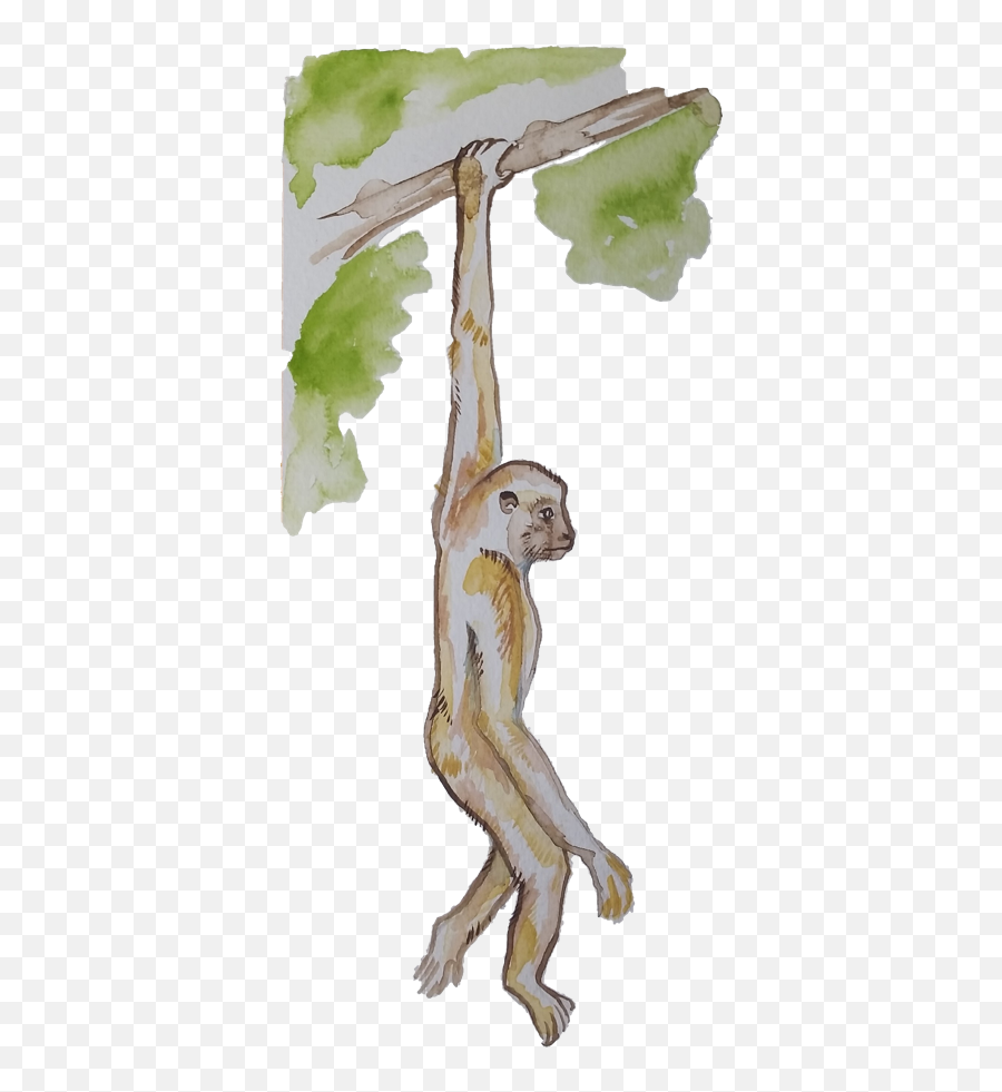Download A Monkey Swinging Through The - Macaque Emoji,Emotions Of A White-faced Capuchin Monkey