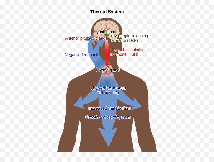 374 Regulation Of Hormone Production - Biology 2e For Adult Emoji,Emotion Restored Hypothyroidism