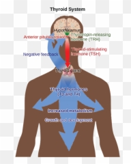 374 Regulation Of Hormone Production - Biology 2e For Adult Emoji,Emotion Restored Hypothyroidism