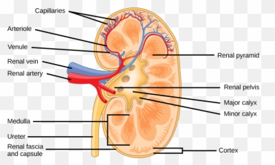 Human Osmoregulatory And Excretory Systems Boundless Biology Emoji,Emotion Collected Warter