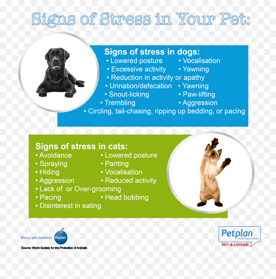 Your Pets Mental Health - Dog Mental Health Emoji,Dog Tail Emotions