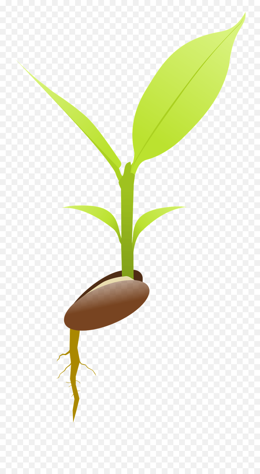 Seed Germinating Clipart Free Download Transparent Png - Seed Sprout Clipart Transparent Emoji,Bean Sprout Emoji