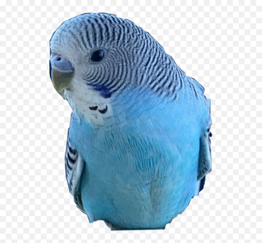 Bird Budgie Parakeet Ikura Budgielove - Budgerigar Emoji,Parakeet Emoji