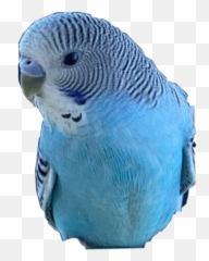 Bird Budgie Parakeet Ikura Budgielove - Budgerigar Emoji,Parakeet Emoji
