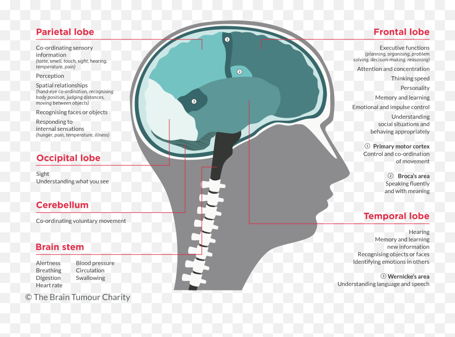 Symptoms Based - Brain Tumor Symptoms By Location Emoji,Brain And Emotions