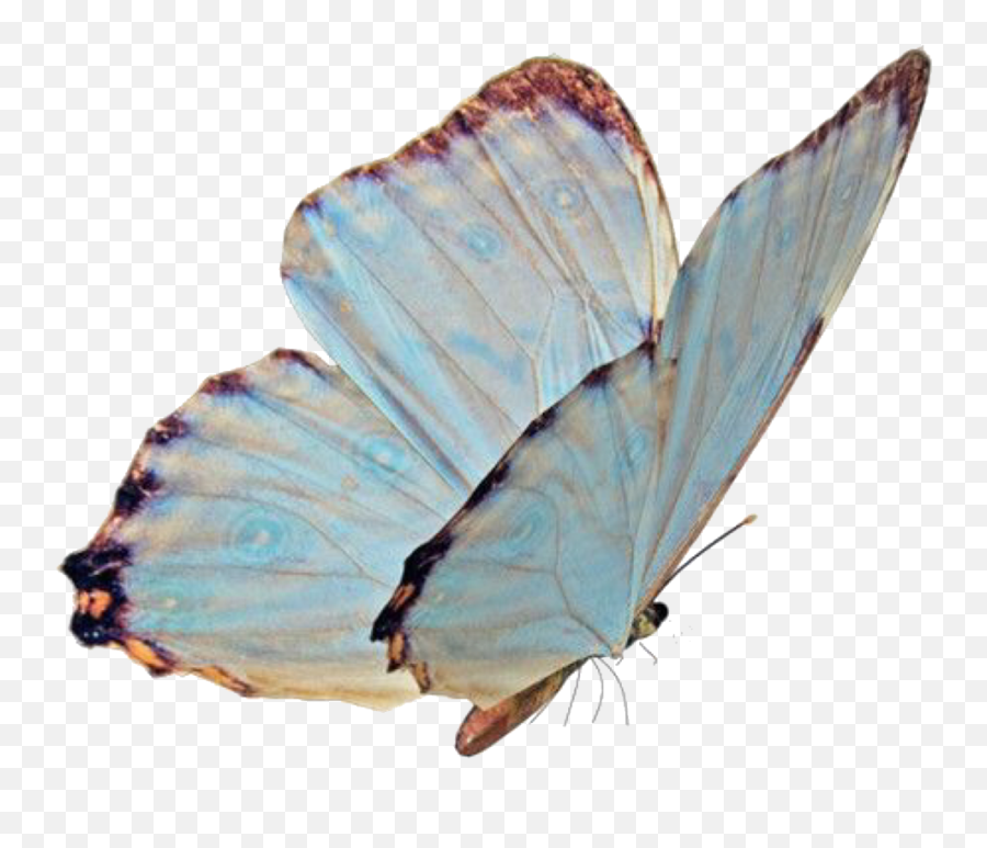 Butterfly Mariposa Azul Blue Sticker - Niche Meme Pngs Emoji,Emoji Mariposa