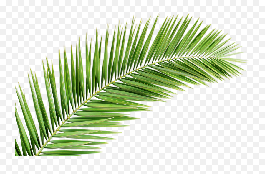 Green Palm Leaves Png Hd Png Mart - Leaf Palm Tree Png Emoji,Pngs Emojis Leaf