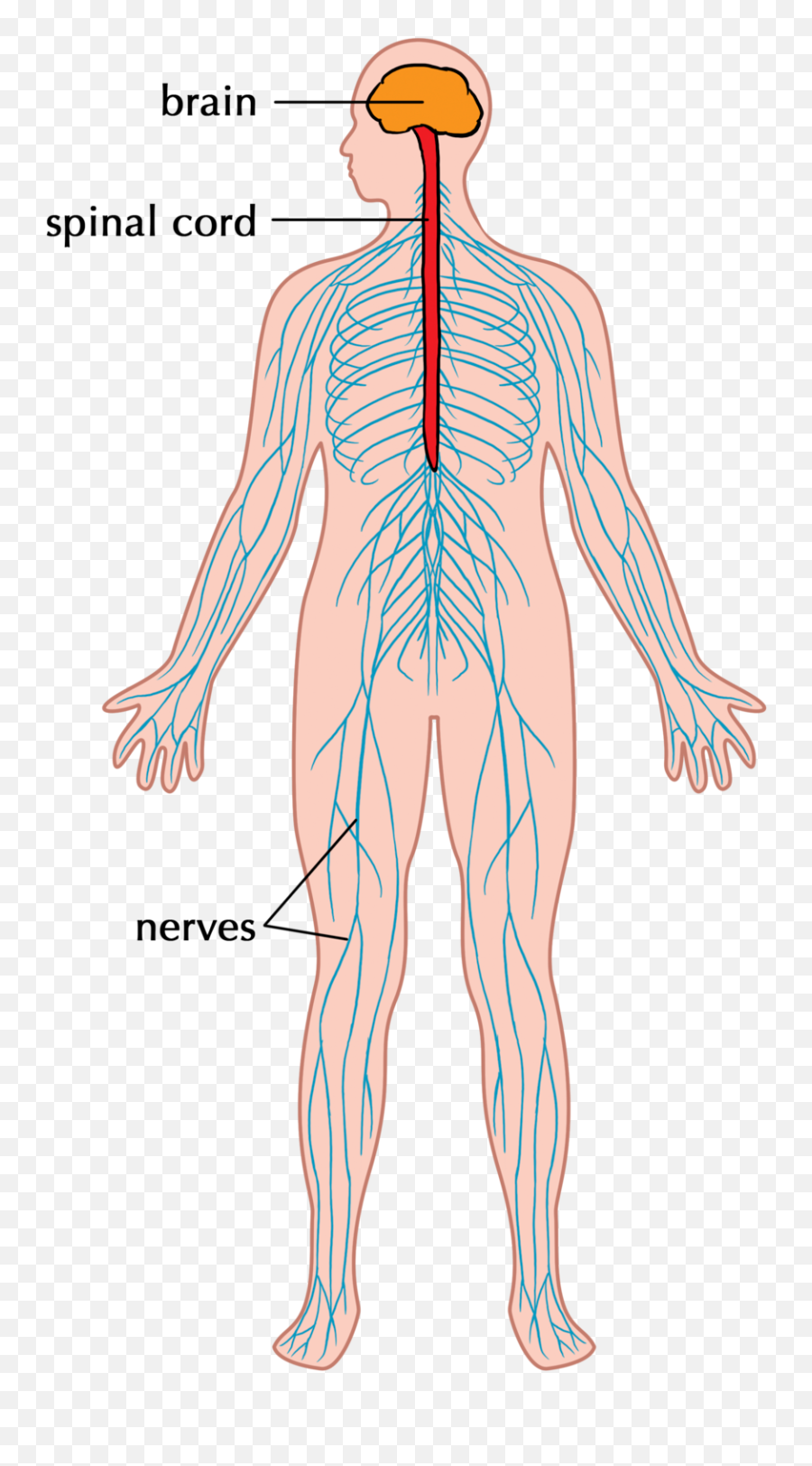 Human Nervous - Nervous System Ks3 Emoji,Emotions And The Neurological System