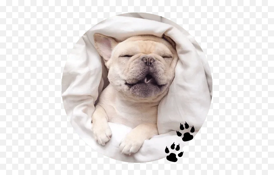 Bulldogu201d Stickers Set For Telegram - Dog Supply Emoji,English Bulldog Emoji