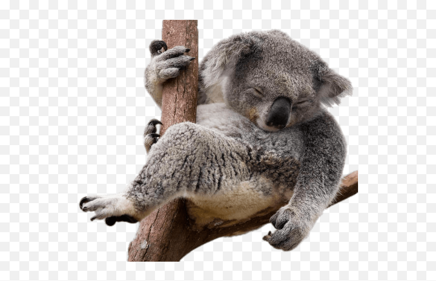 Koala Bear Transparent - Koala En Png Emoji,Koala Emoji Png