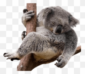 Koala Bear Transparent - Koala En Png Emoji,Koala Emoji Png