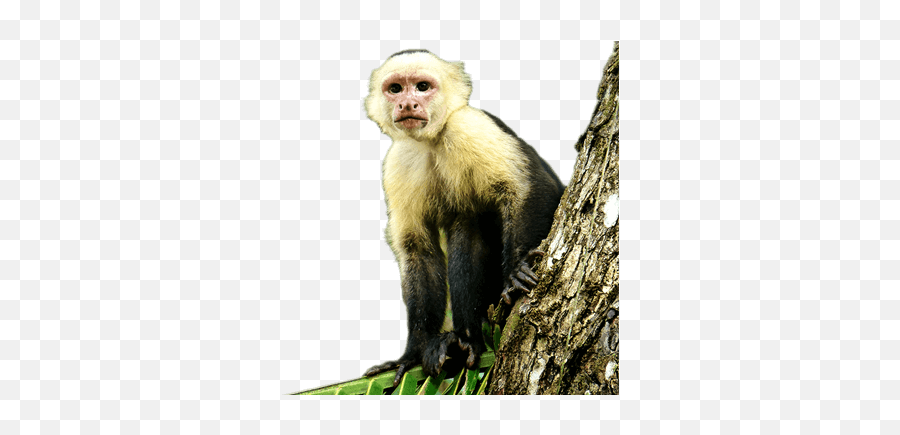 Guide Tour Association Of Tortuguero - White Faced Monkey Png Emoji,Emotions Of A White-faced Capuchin Monkey