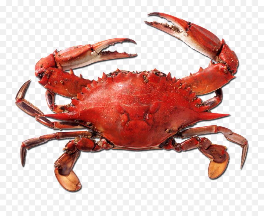 Download Free Png 15 Red Crab Png For Free Download On - Crab Png Emoji,Crab Rave Emoji