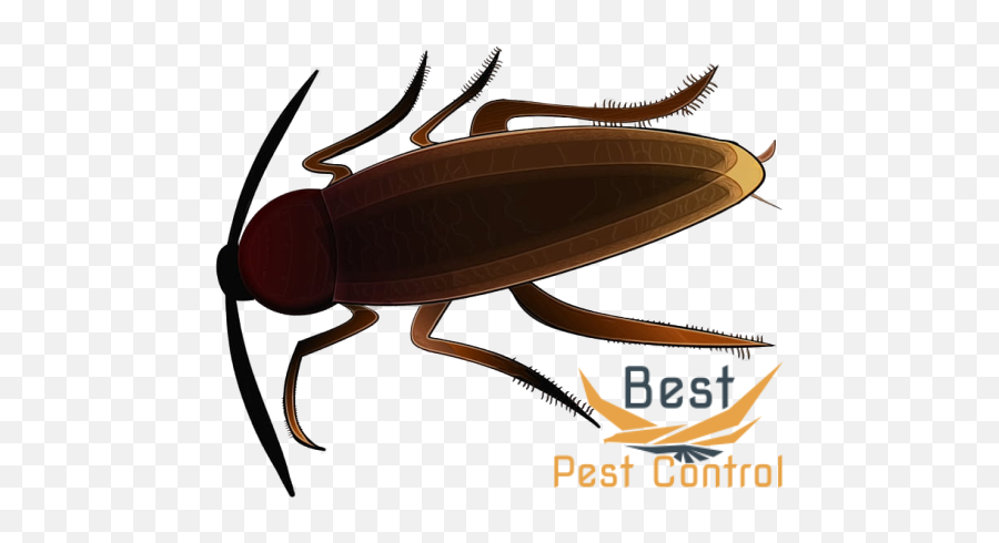 Cockroach Control Nakuru Best Pests Control Services Emoji,Cockaroach Emoji