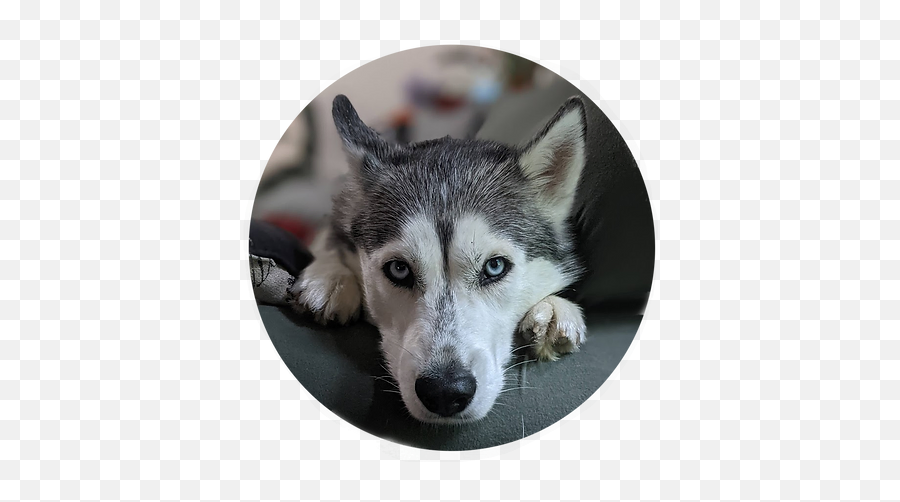 About Just A Bit Husky Emoji,Sledding Emoji