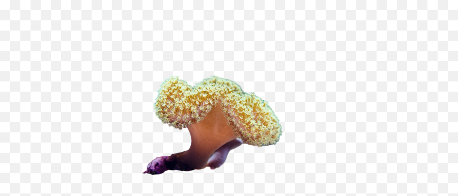 Poodle Png Images Download Poodle Png Transparent Image Emoji,Alpacka Emoji For Slack Poodle Png Images Download Poodle Png Transparent Image Emoji,Alpacka Emoji For Slack