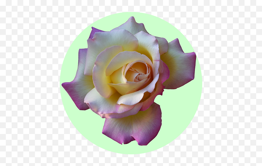 Say It With Flowers - Apps On Google Play Fresh Emoji,Pink Rose Emoticon Meaning