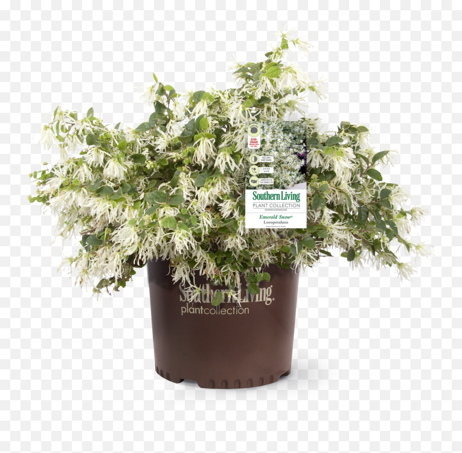 Emerald Snow Loropetalum - Fines Herbes Emoji,Picture Of Sweet Emotion Abelia In Garden