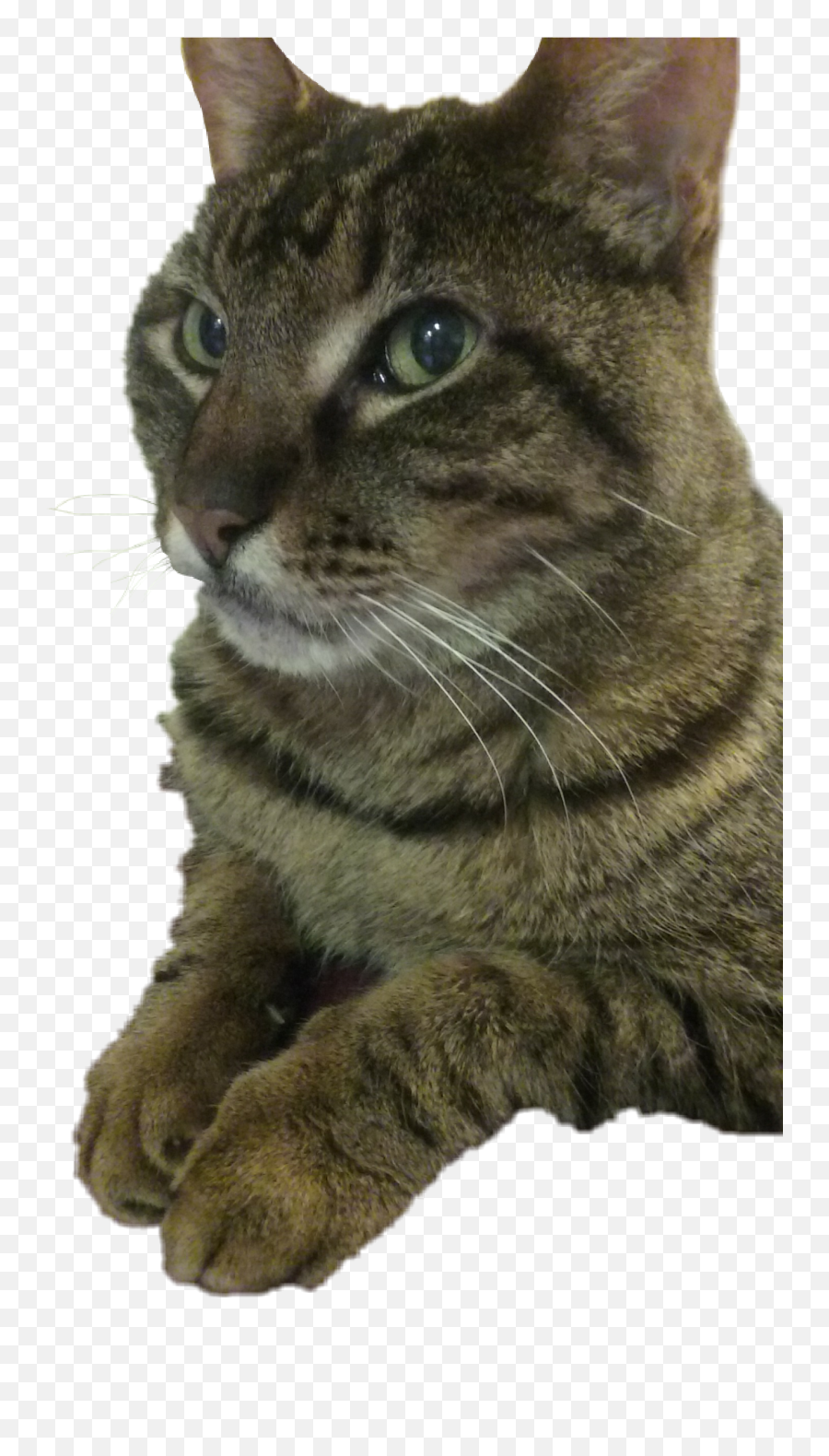 Mypet Mycat Brown Kitty Sticker By Bud Sheher - Domestic Cat Emoji,Inquisitice Emoji\ Mypet Mycat Brown Kitty Sticker By Bud Sheher - Domestic Cat Emoji,Inquisitice Emoji\