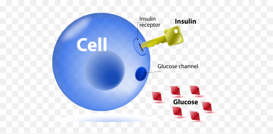 Fitness Saigon - Fitness Articles From Vietnamu0027s Number One Insulin And Glucose Relationship Emoji,Emotions Stored In Glutes