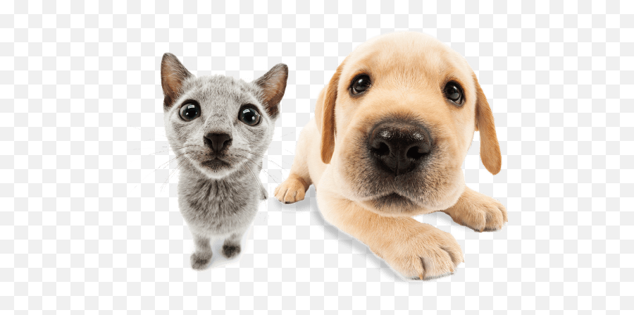 The Dog Official Brand Site - Soft Emoji,Bbc Dogs Emotions