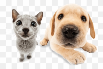 The Dog Official Brand Site - Soft Emoji,Bbc Dogs Emotions