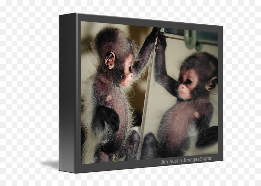 Monkey In The Mirror - Picture Frame Emoji,Monkey Emotion Pictures
